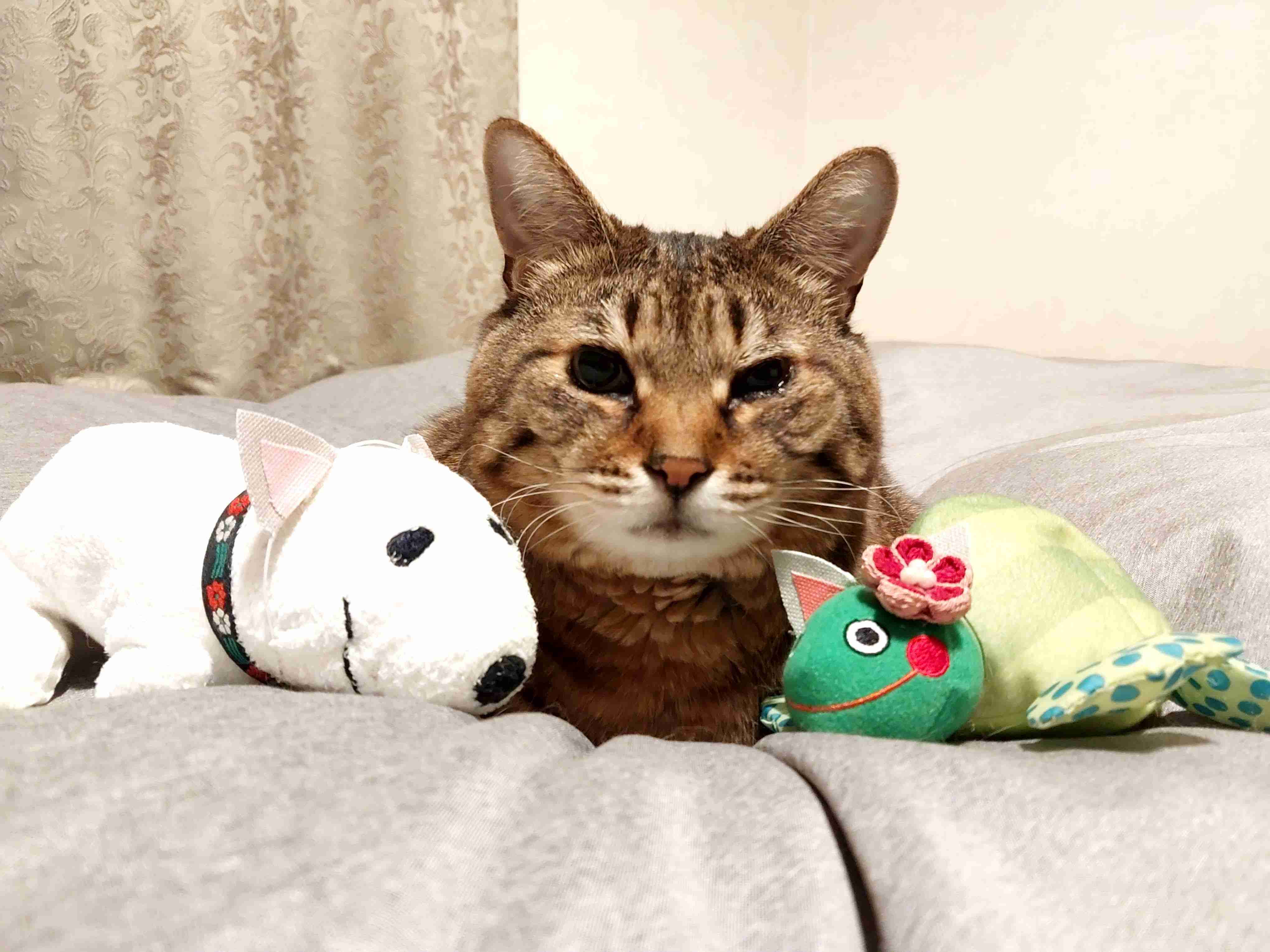 がるちゃん猫カフェ99号店開店しました♪(初めての方も大歓迎♪）