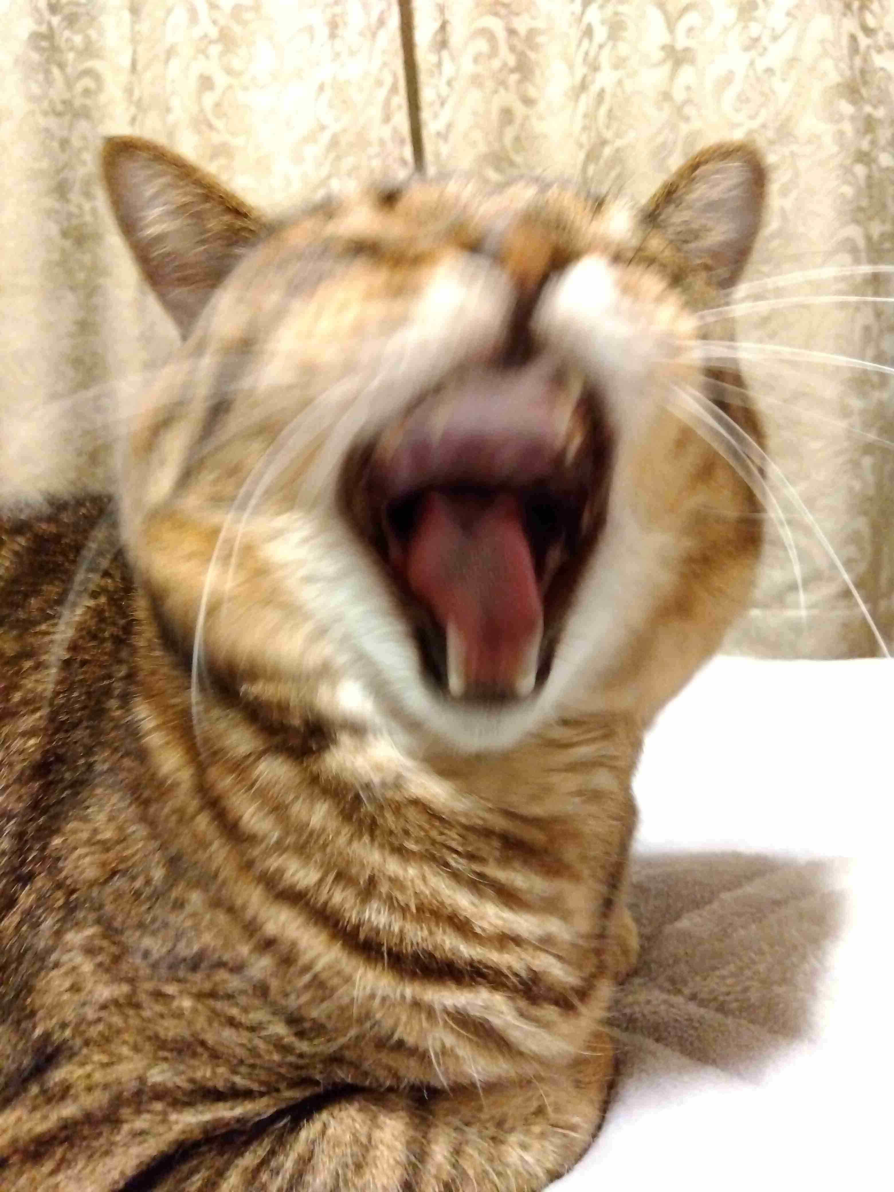 がるちゃん猫カフェ99号店開店しました♪(初めての方も大歓迎♪）