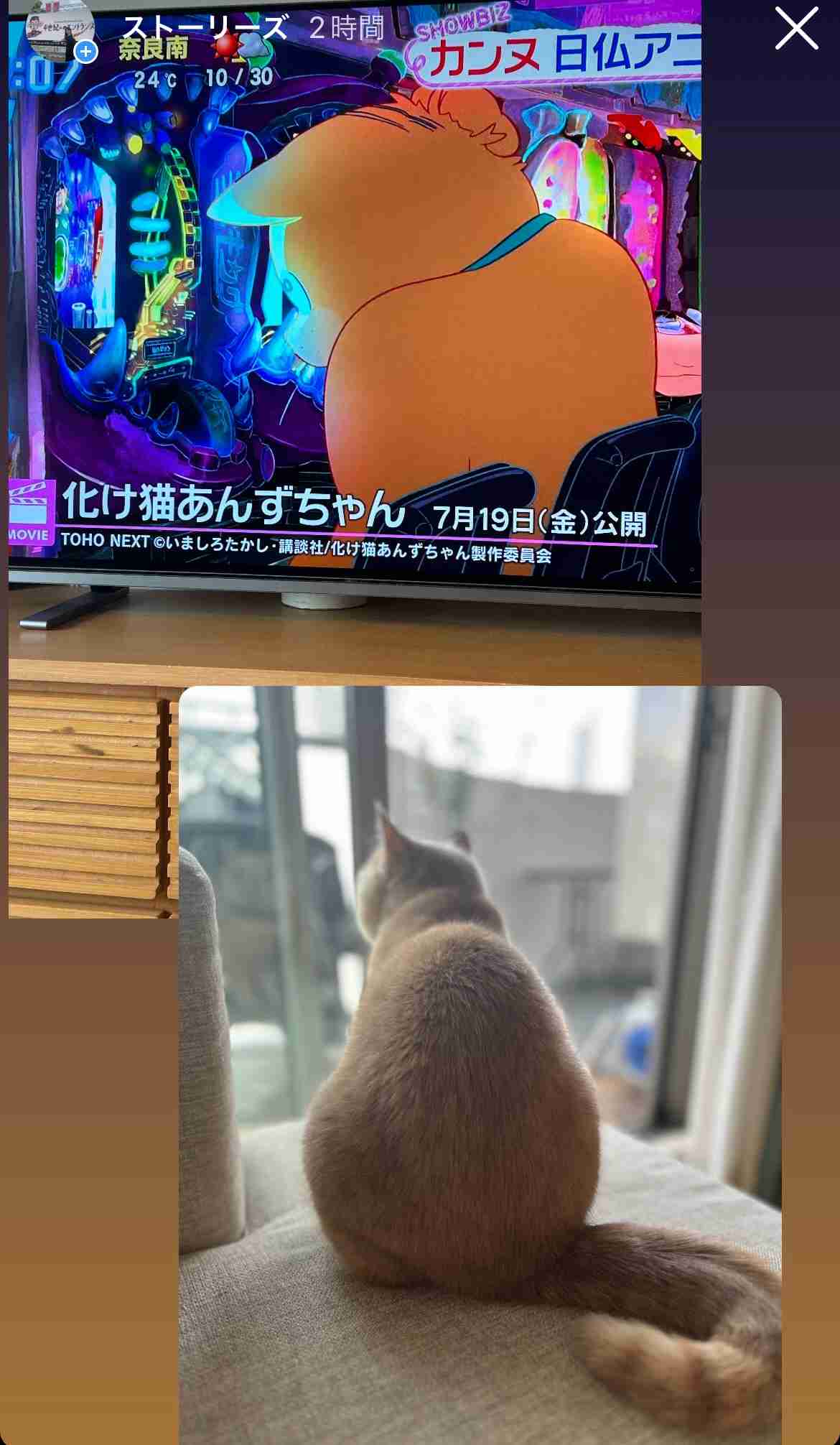 がるちゃん猫カフェ99号店開店しました♪(初めての方も大歓迎♪）