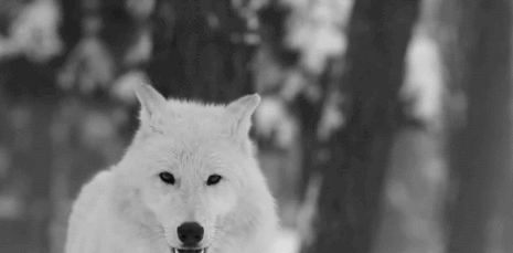 ホッキョクオオカミの赤ちゃん誕生 国内初、絶滅危惧種 那須