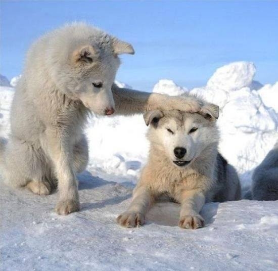 ホッキョクオオカミの赤ちゃん誕生 国内初、絶滅危惧種 那須