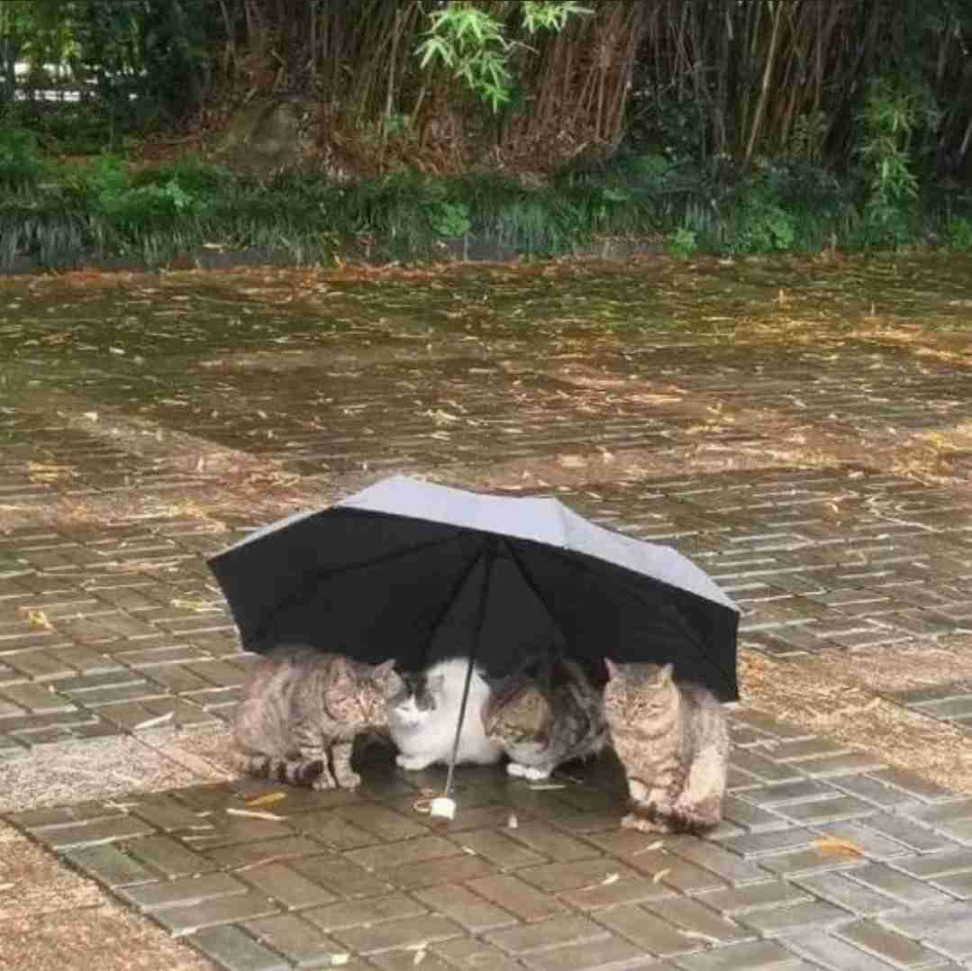 雨の日で困ること