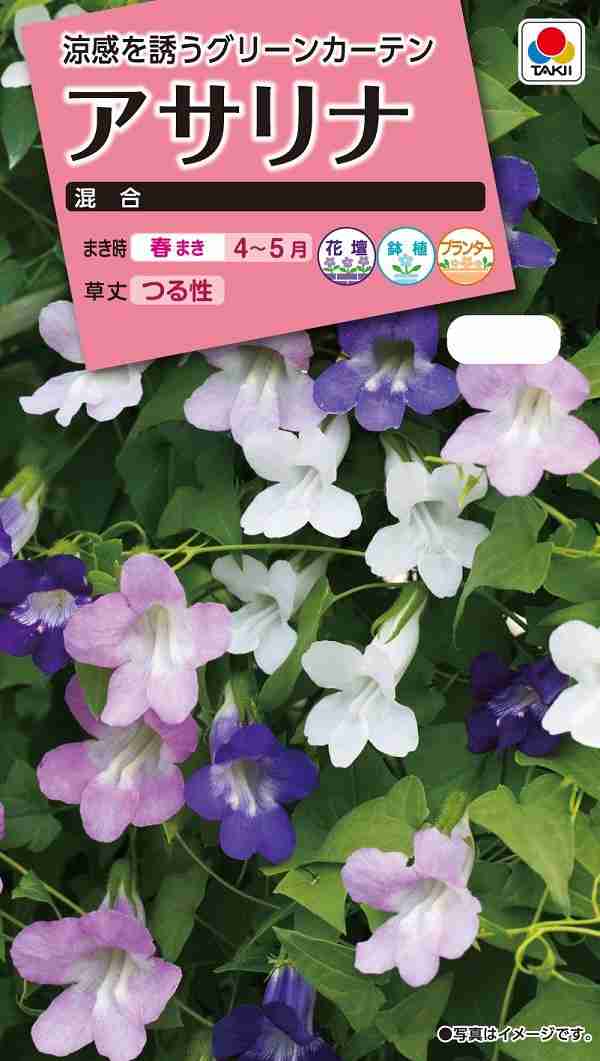 この夏グリーンカーテン作る人!