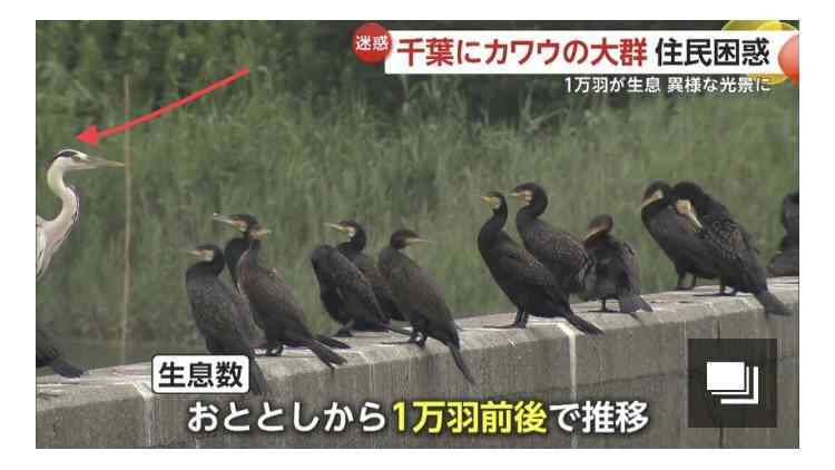 【異様】1万羽「カワウ」大群に近隣住民も困惑「臭いがキツイ」　常に群れで行動する習性に“悪臭被害”深刻　千葉・市川市