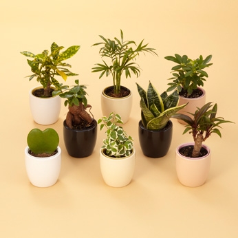 【園芸】100円ショップの植物を育ててる人！【雑談】