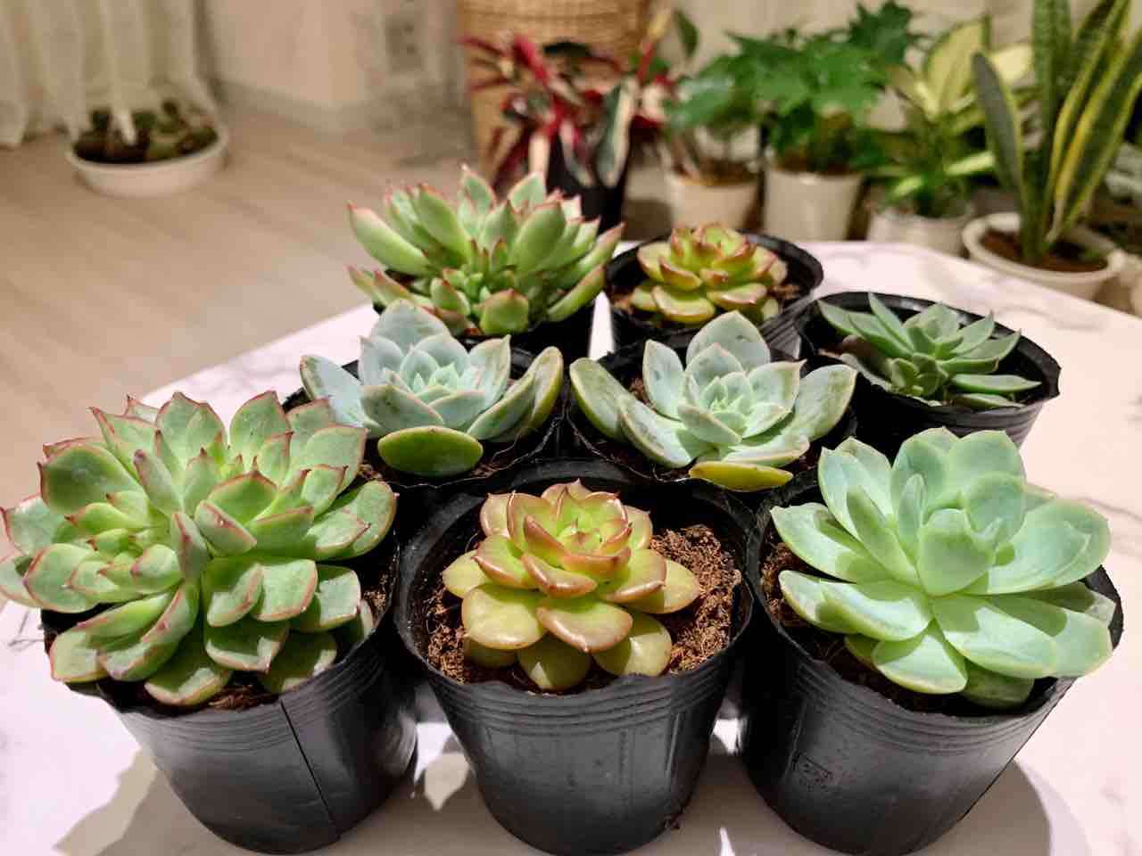 【園芸】100円ショップの植物を育ててる人！【雑談】