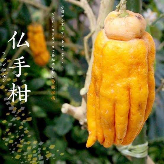 【閲覧注意】毒々しい植物や生き物【画像】