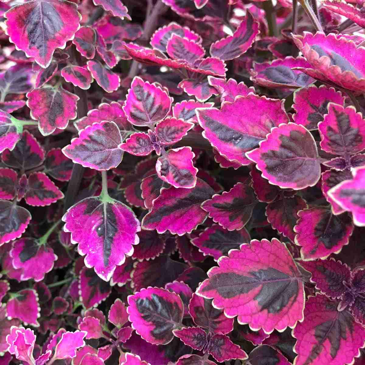 【閲覧注意】毒々しい植物や生き物【画像】