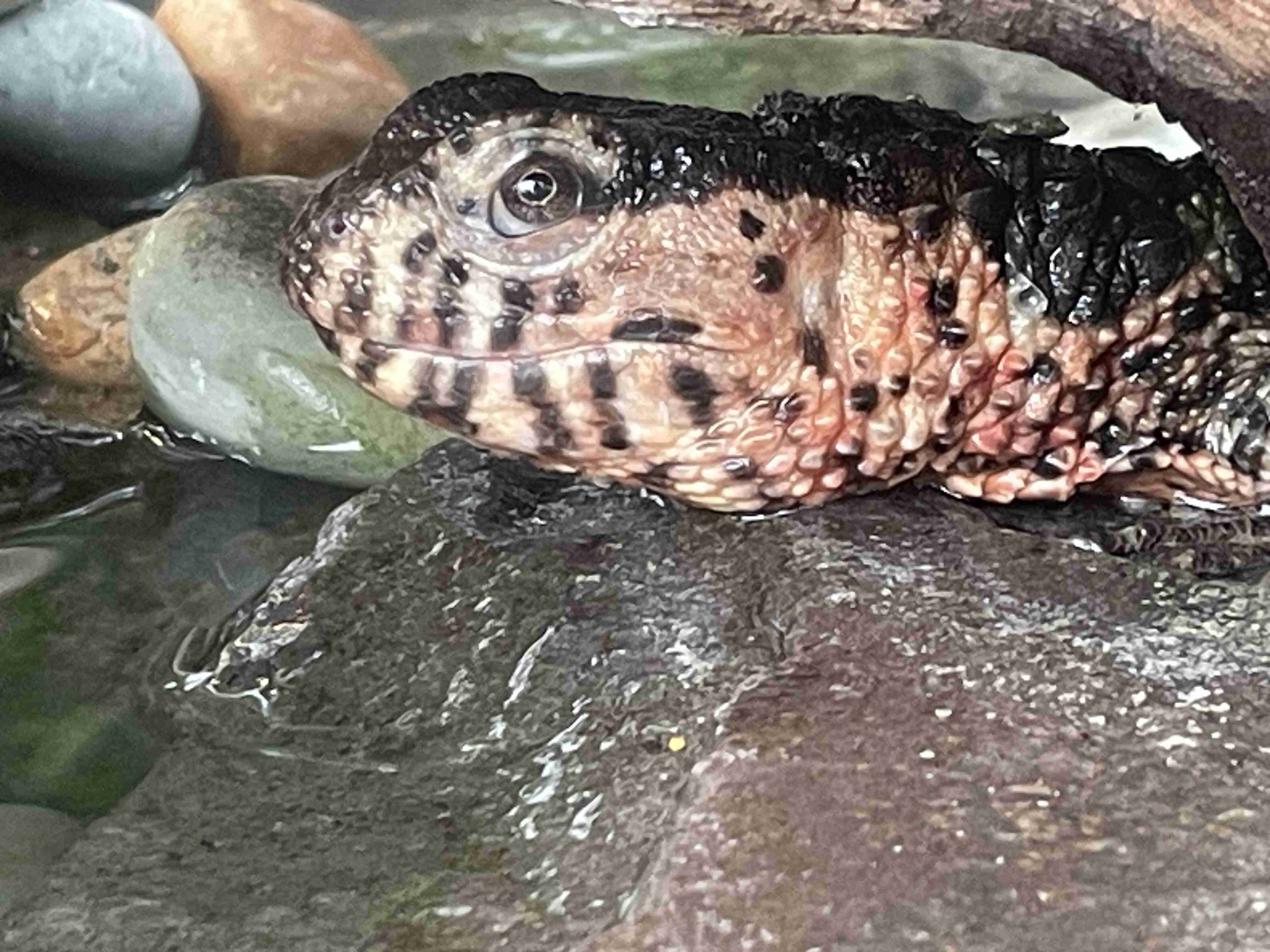 【閲覧注意】毒々しい植物や生き物【画像】