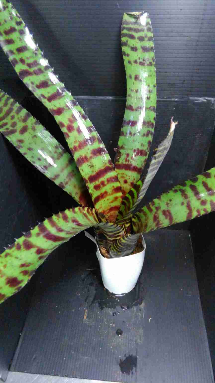 【閲覧注意】毒々しい植物や生き物【画像】