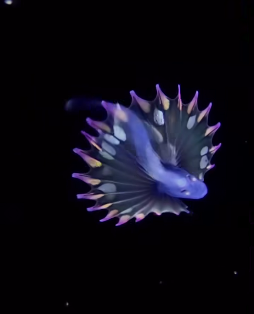 【閲覧注意】毒々しい植物や生き物【画像】