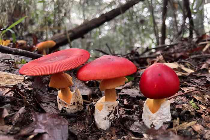 【閲覧注意】毒々しい植物や生き物【画像】