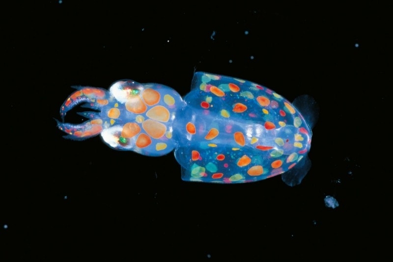 【閲覧注意】毒々しい植物や生き物【画像】