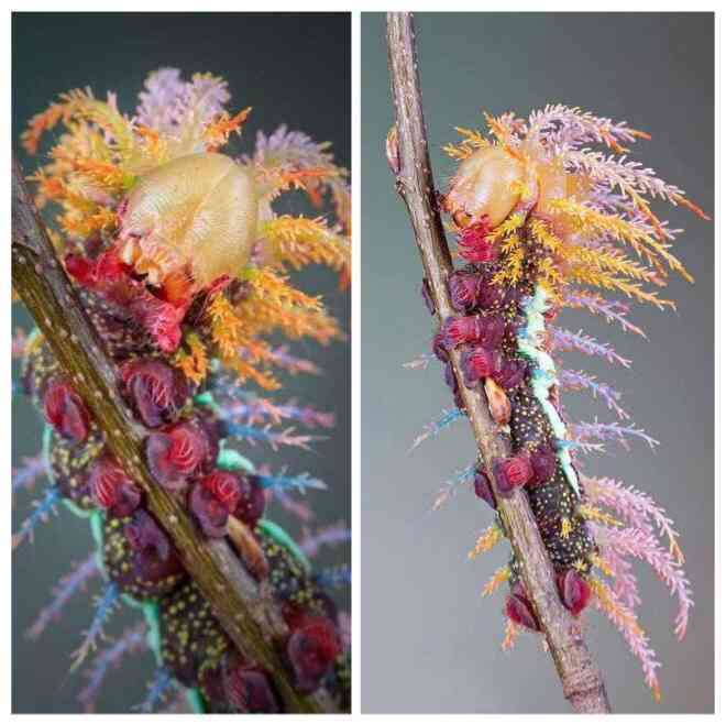 【閲覧注意】毒々しい植物や生き物【画像】