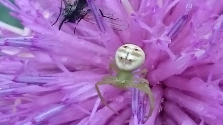 【閲覧注意】毒々しい植物や生き物【画像】