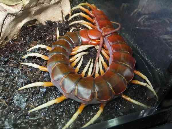 【閲覧注意】毒々しい植物や生き物【画像】