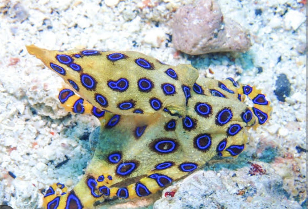 【閲覧注意】毒々しい植物や生き物【画像】