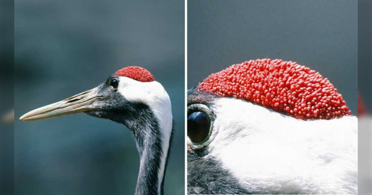 【閲覧注意】毒々しい植物や生き物【画像】