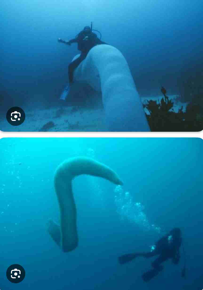 【閲覧注意】毒々しい植物や生き物【画像】