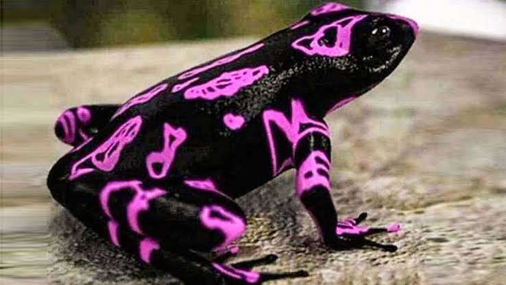 【閲覧注意】毒々しい植物や生き物【画像】