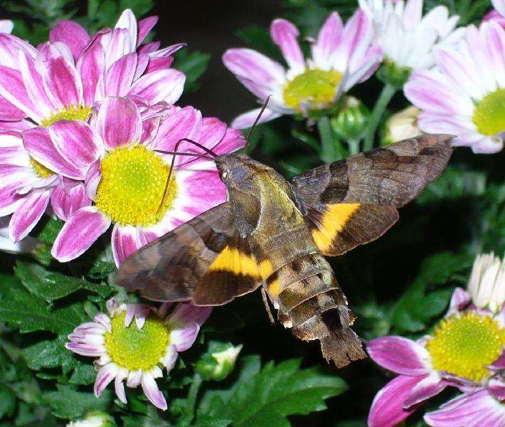 【閲覧注意】毒々しい植物や生き物【画像】