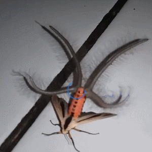 【閲覧注意】毒々しい植物や生き物【画像】