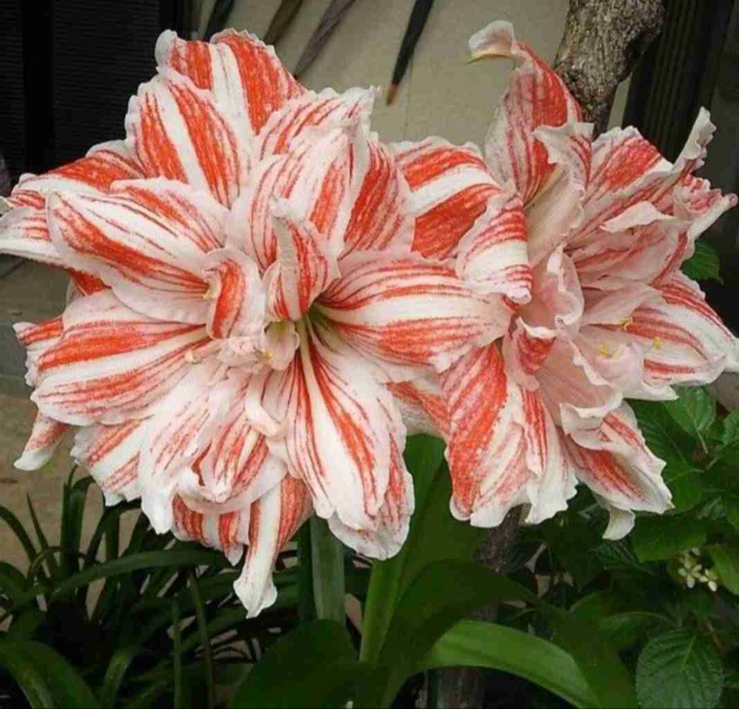 【閲覧注意】毒々しい植物や生き物【画像】