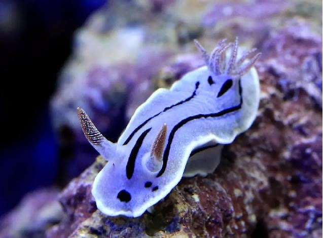 【閲覧注意】毒々しい植物や生き物【画像】