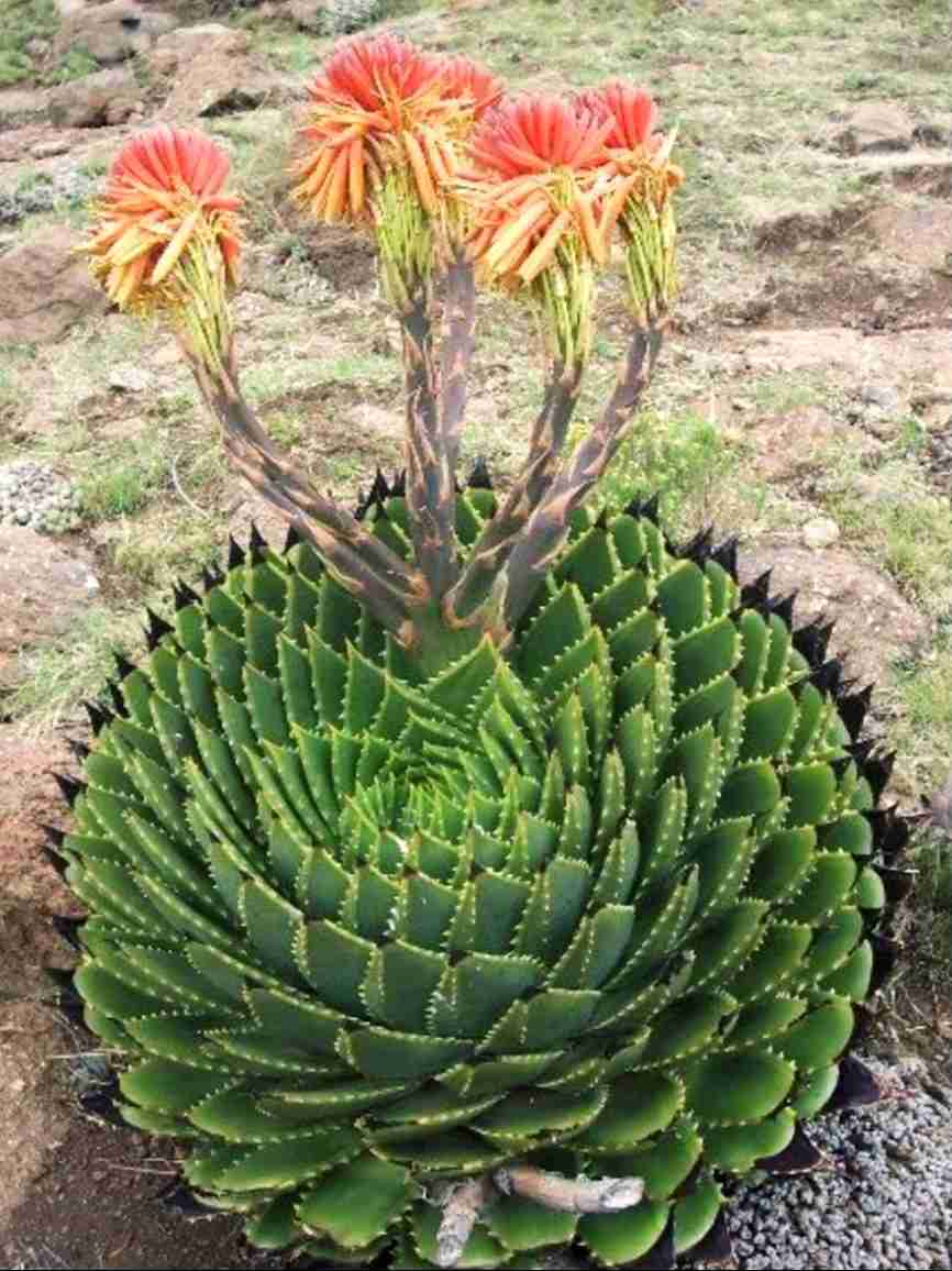 【閲覧注意】毒々しい植物や生き物【画像】