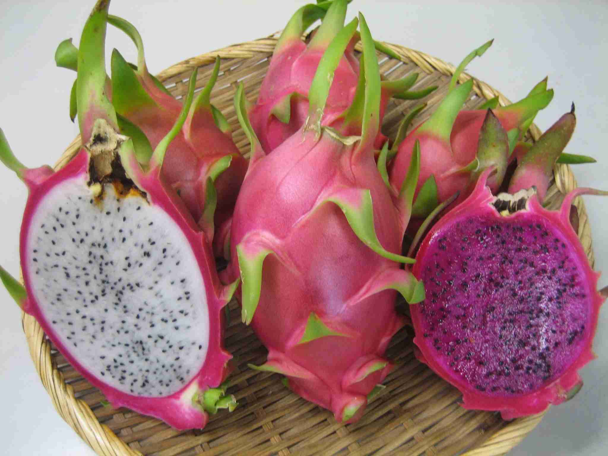 【閲覧注意】毒々しい植物や生き物【画像】