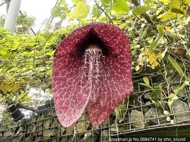 【閲覧注意】毒々しい植物や生き物【画像】