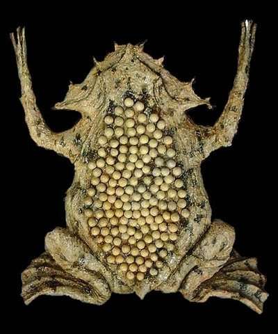 【閲覧注意】毒々しい植物や生き物【画像】