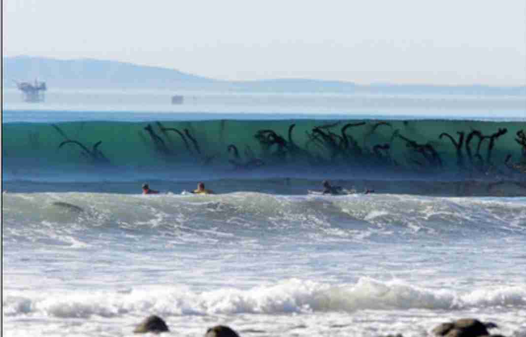 【閲覧注意】毒々しい植物や生き物【画像】