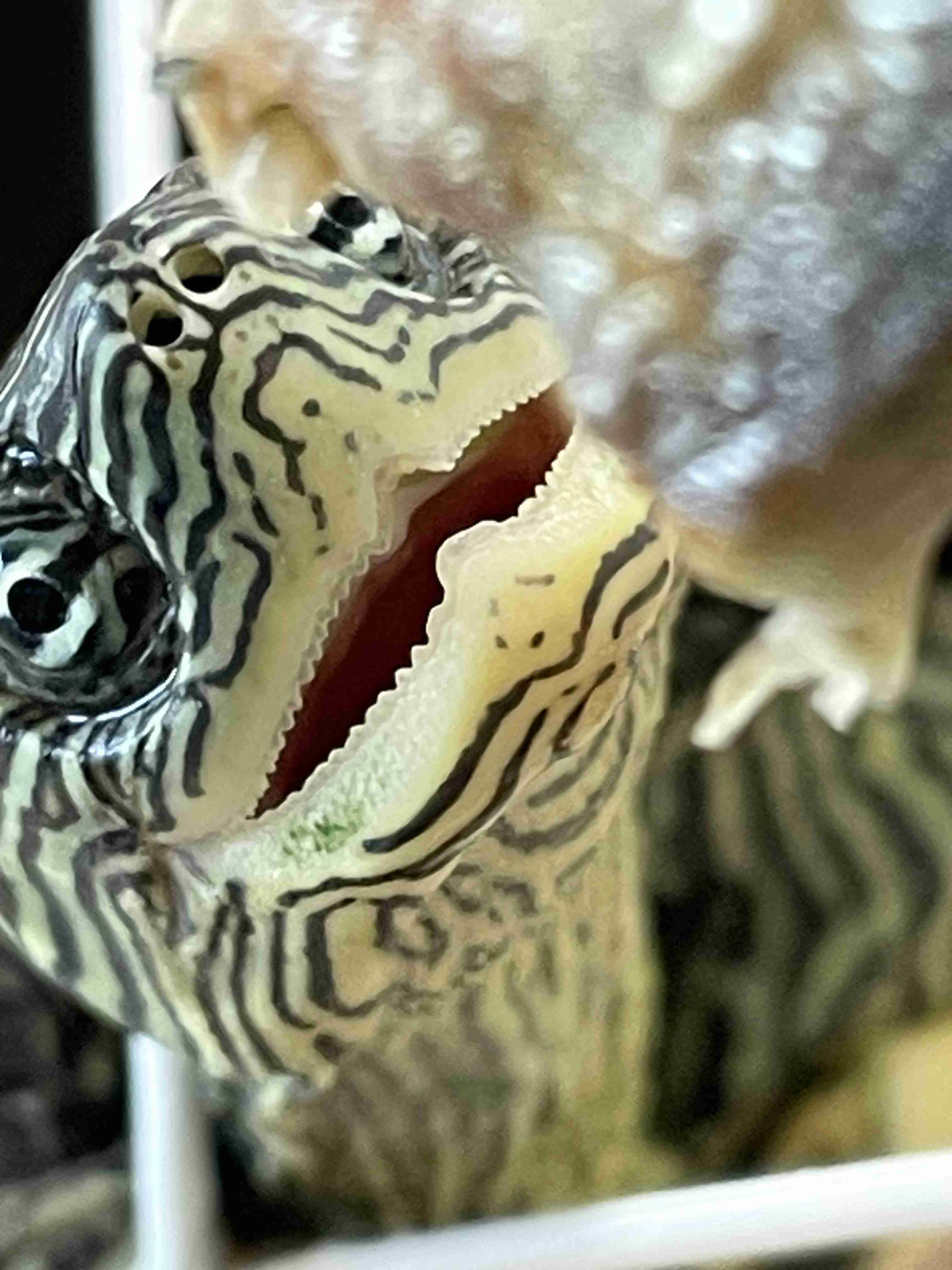 【閲覧注意】毒々しい植物や生き物【画像】