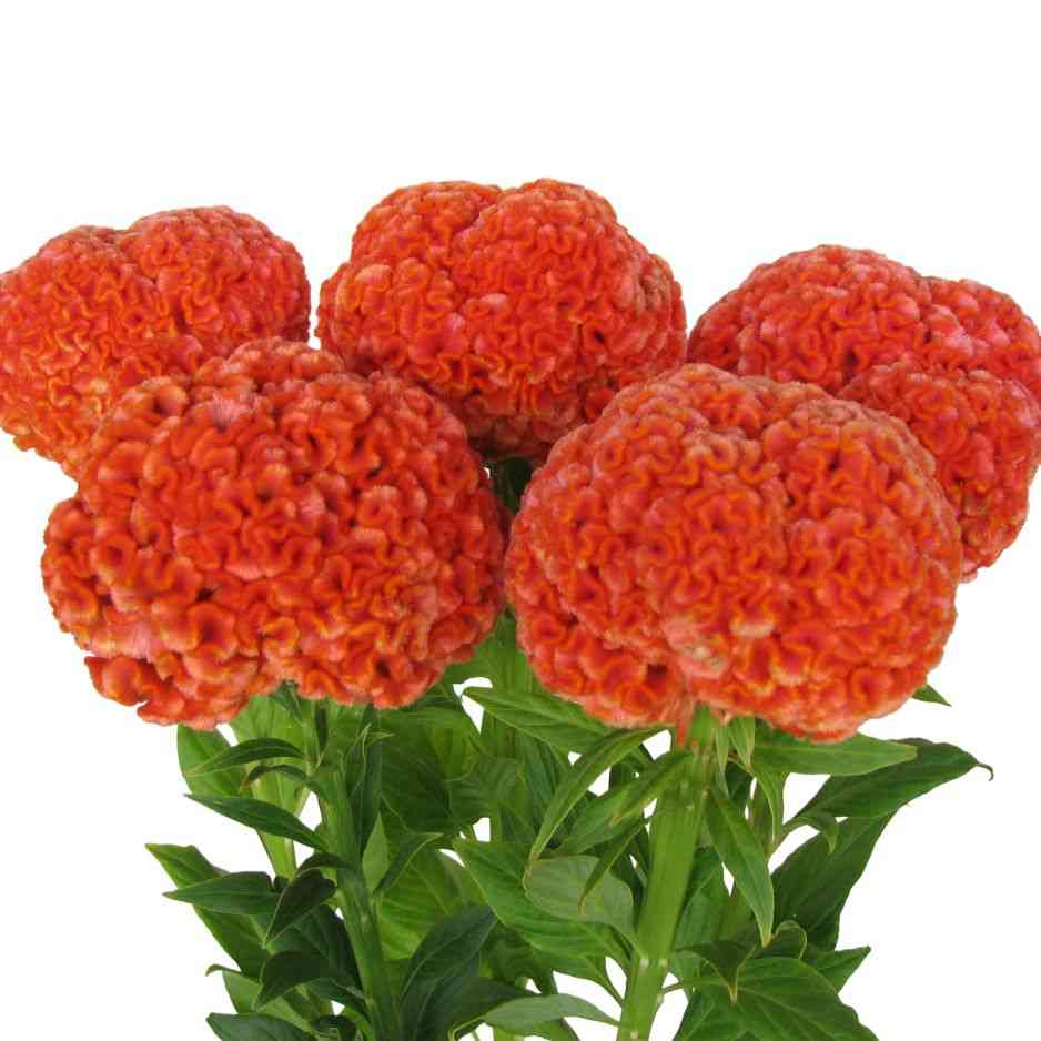 【閲覧注意】毒々しい植物や生き物【画像】