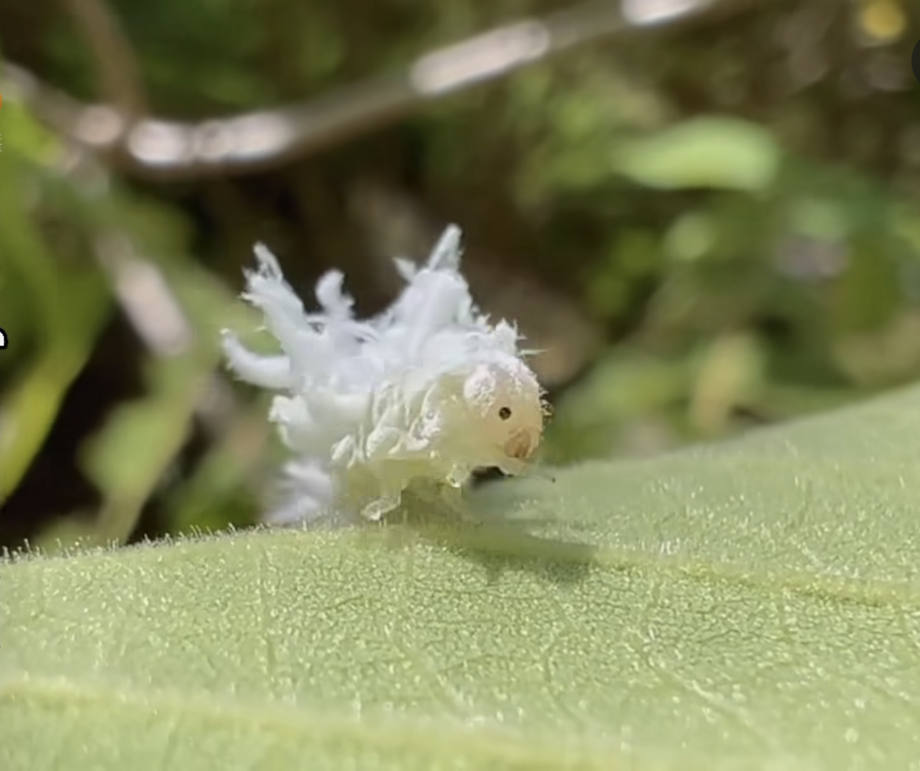 【閲覧注意】毒々しい植物や生き物【画像】