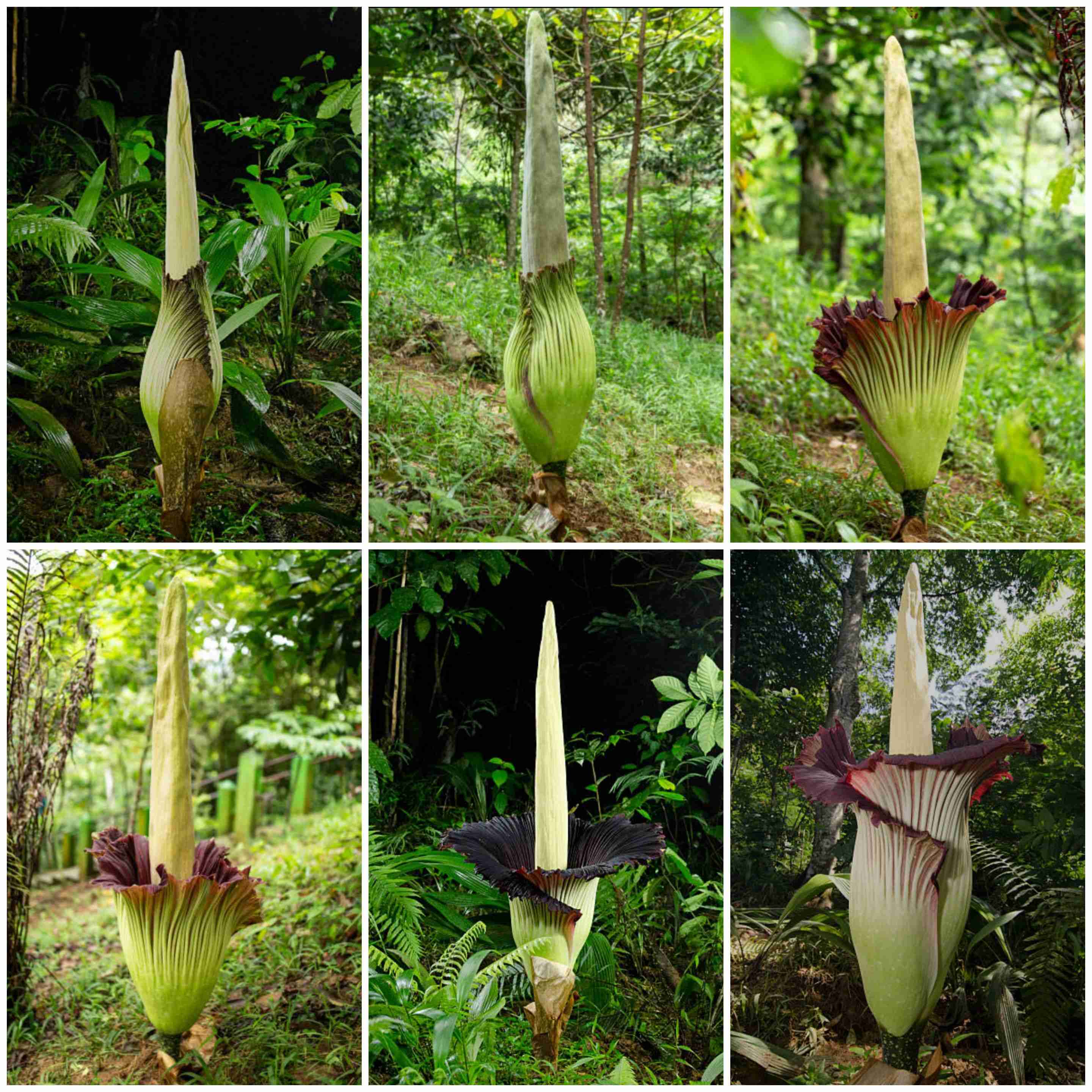 【閲覧注意】毒々しい植物や生き物【画像】