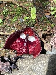 【閲覧注意】毒々しい植物や生き物【画像】