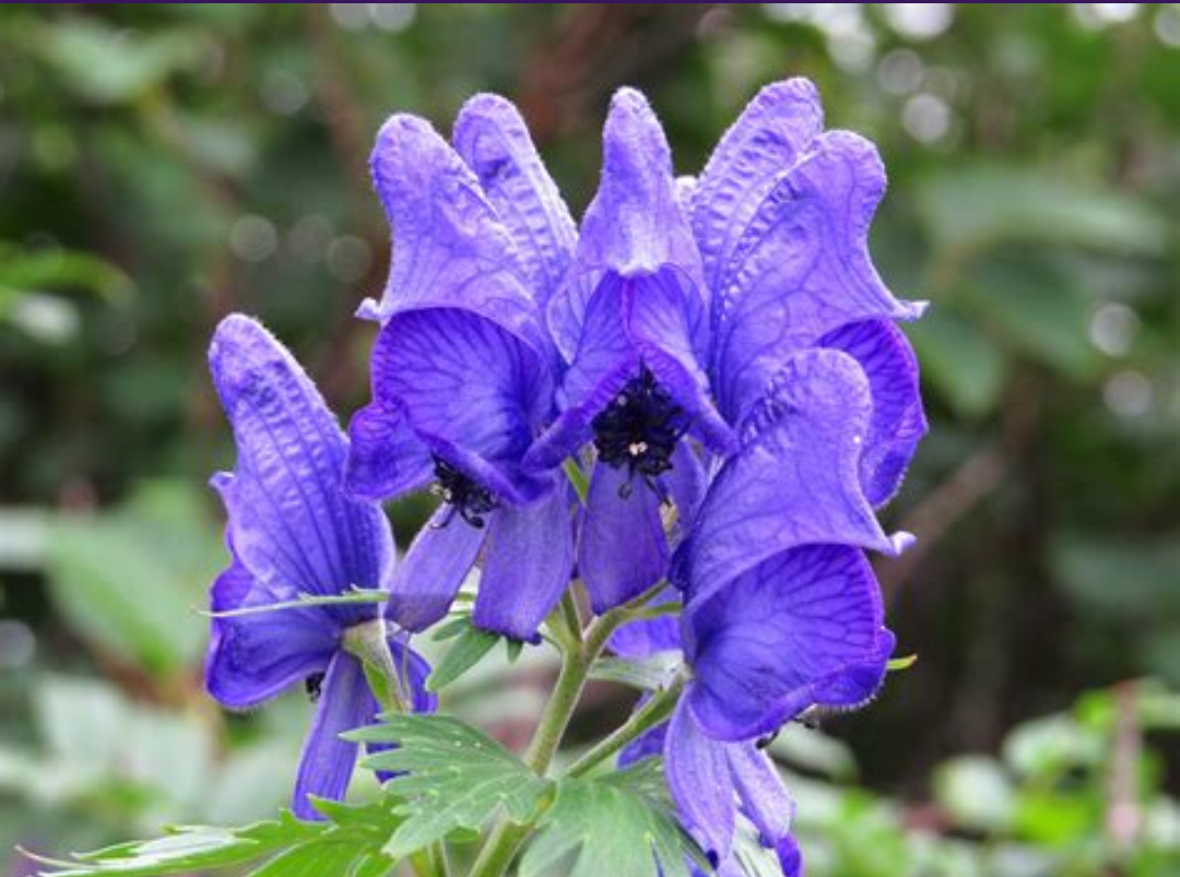 【閲覧注意】毒々しい植物や生き物【画像】