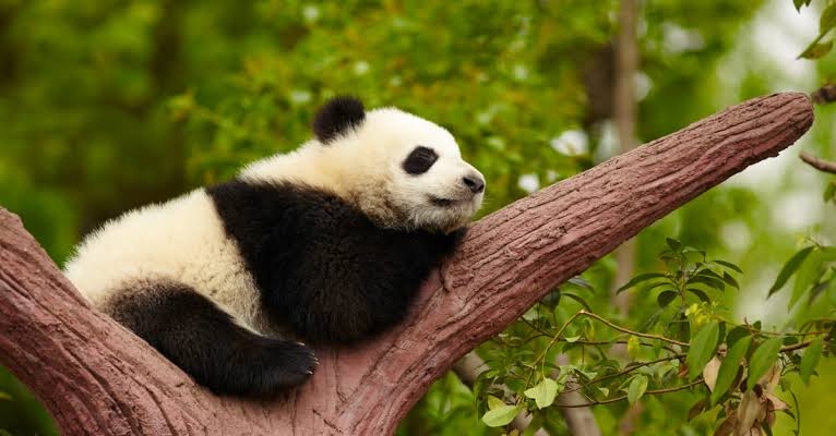 絶滅危惧種というと…何を思い浮かべますか？