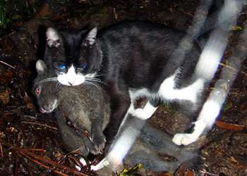 絶滅危惧種というと…何を思い浮かべますか？