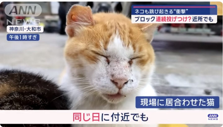 情報量が多い画像を貼るトピpart3