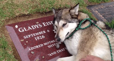 個人的に絶対泣いちゃう鉄板ネタ