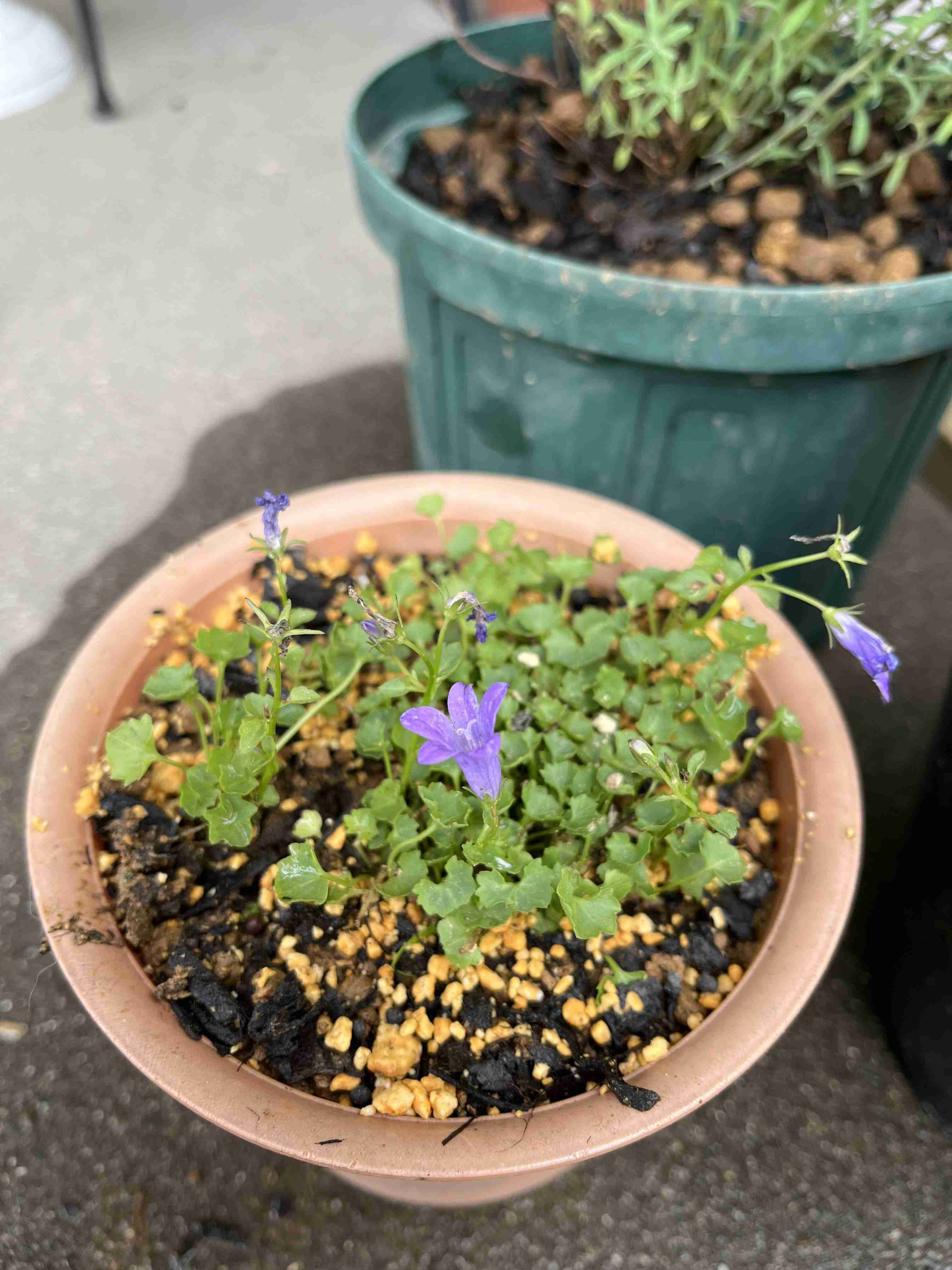 ガーデニング　🌱見切り苗を救済する会🌱　緑の指の持ち主＆なりたい人