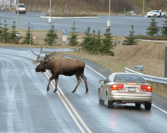 ヒグマ捕獲「シカと同報酬は変」 北海道・鈴木知事が国に増額要望