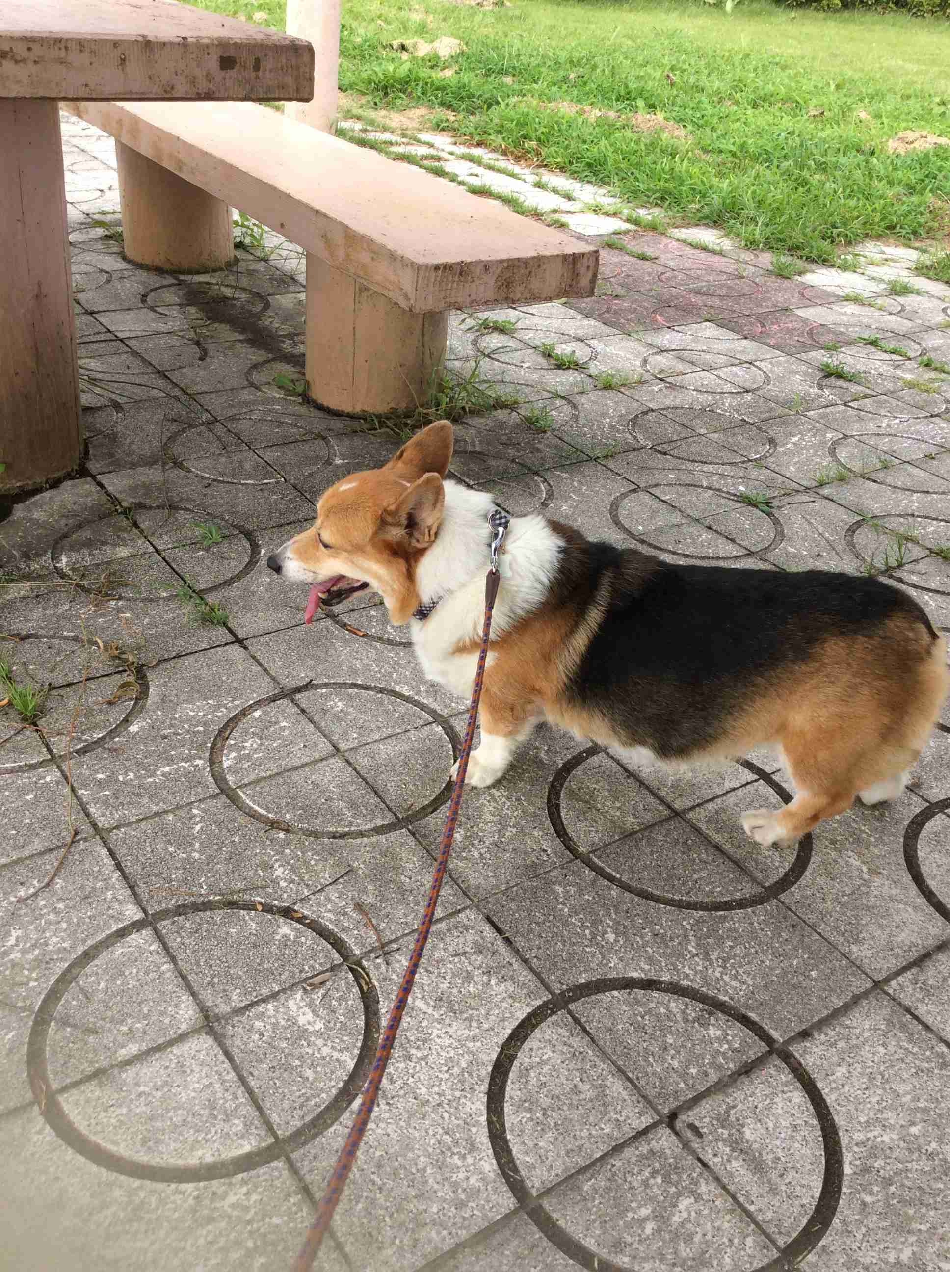 動物病院で「コーギーだよね？足長くない？」と言われたワンコ　獣医師も驚く美脚に「コーギー界の冨永愛さん」「普通の倍ありそう」