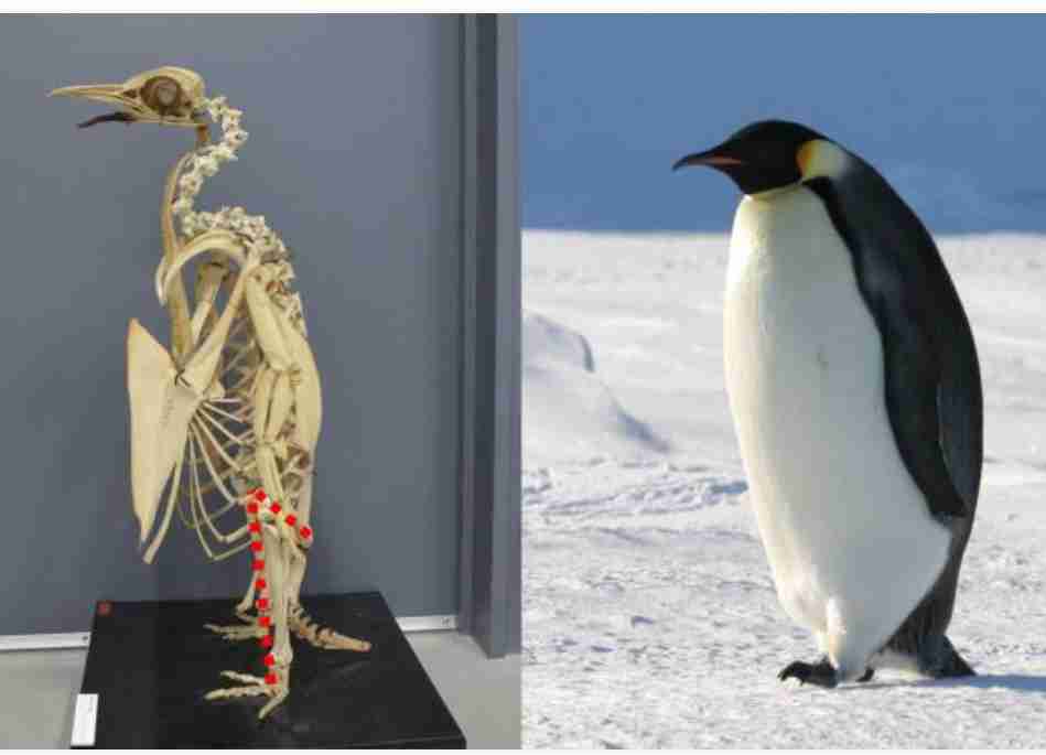 動物病院で「コーギーだよね？足長くない？」と言われたワンコ　獣医師も驚く美脚に「コーギー界の冨永愛さん」「普通の倍ありそう」