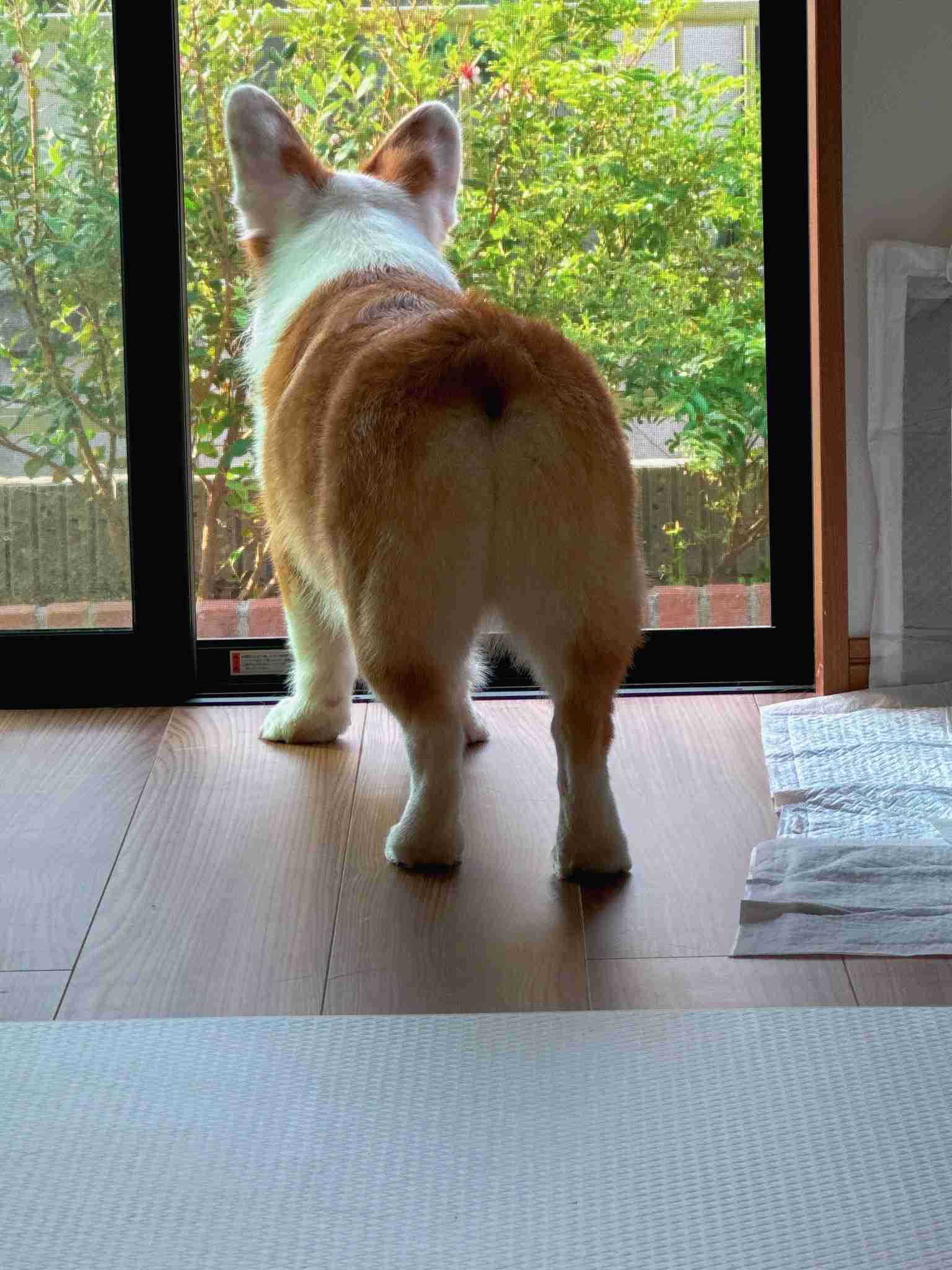 動物病院で「コーギーだよね？足長くない？」と言われたワンコ　獣医師も驚く美脚に「コーギー界の冨永愛さん」「普通の倍ありそう」