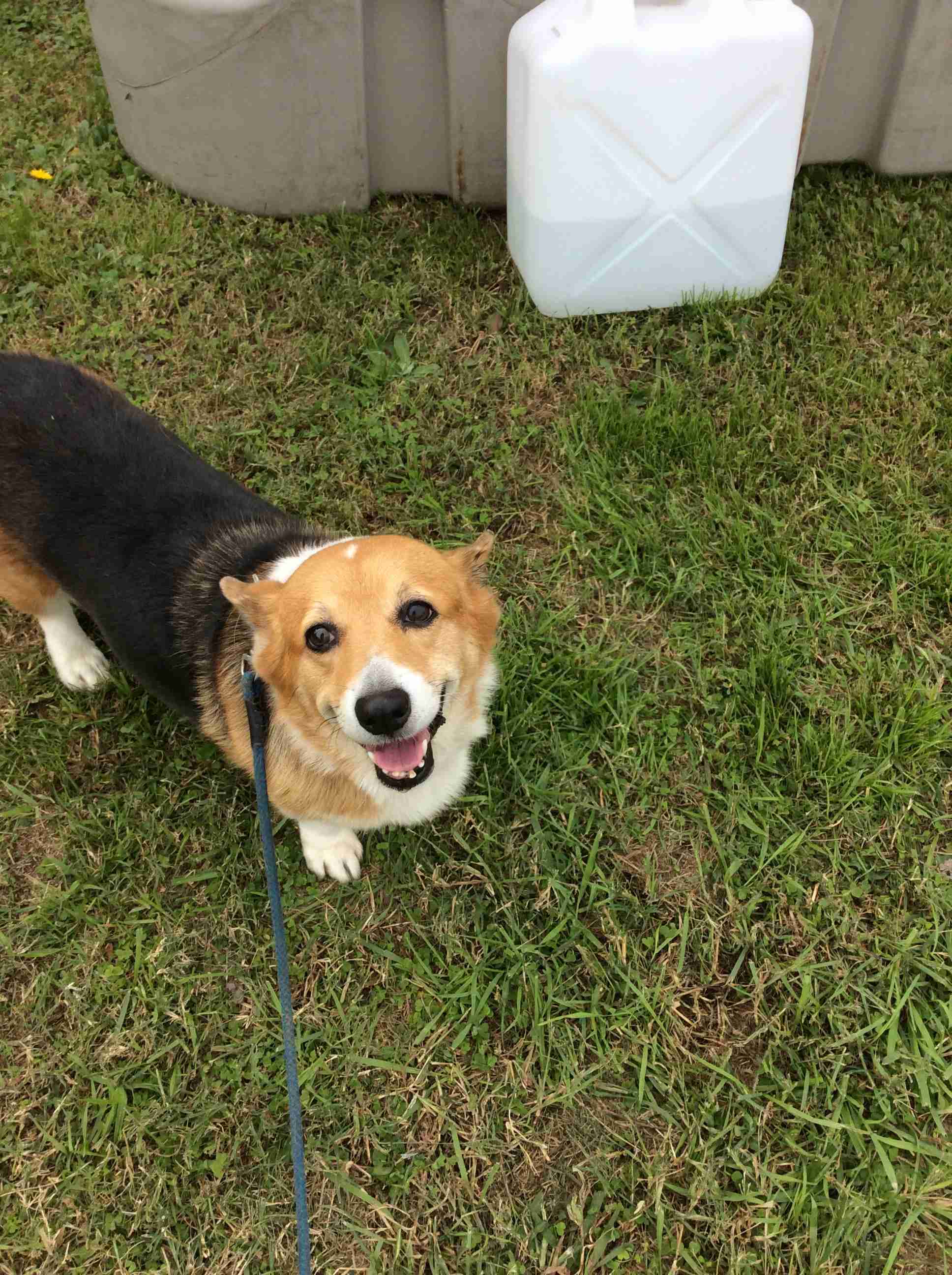 動物病院で「コーギーだよね？足長くない？」と言われたワンコ　獣医師も驚く美脚に「コーギー界の冨永愛さん」「普通の倍ありそう」