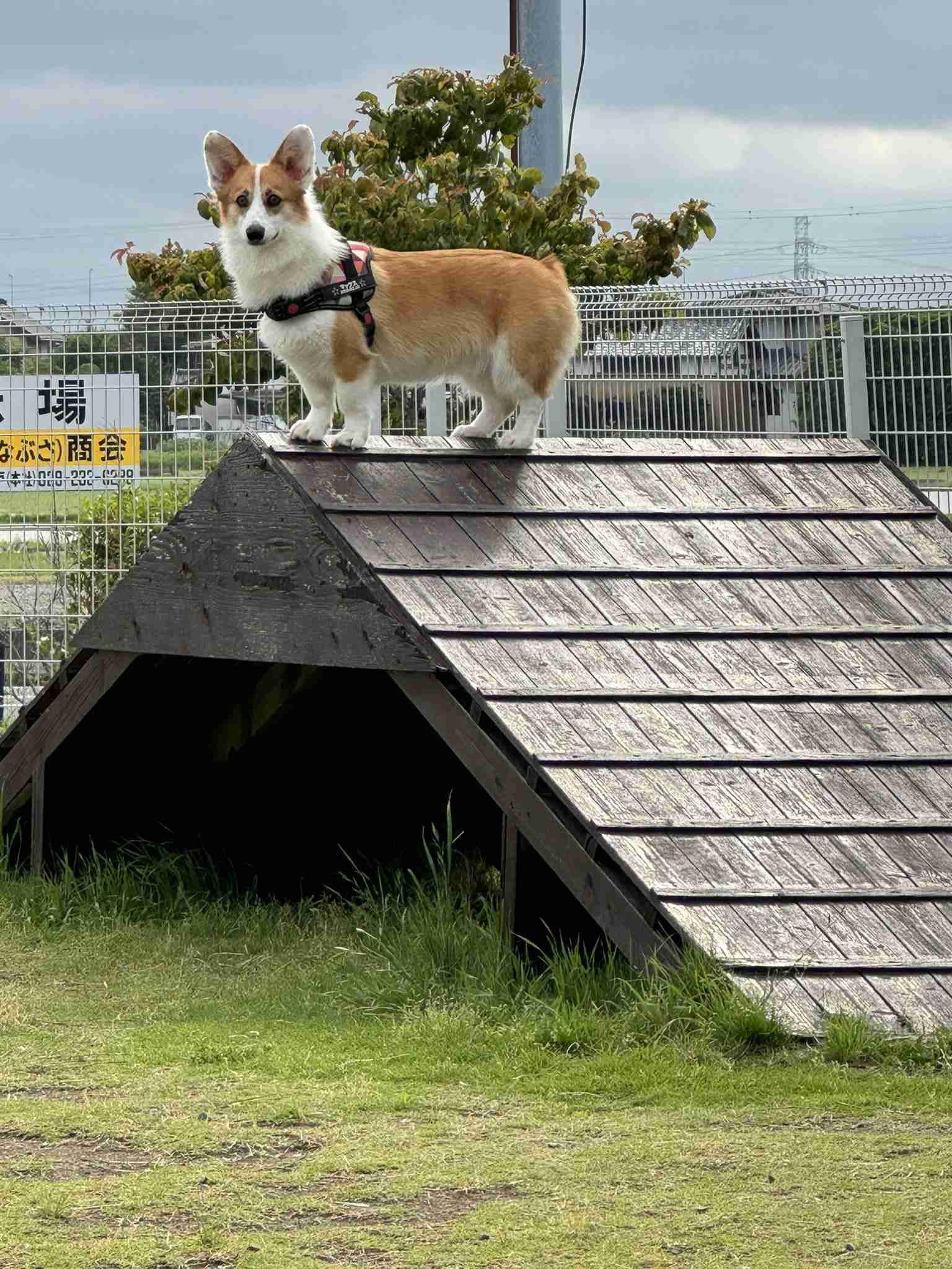 動物病院で「コーギーだよね？足長くない？」と言われたワンコ　獣医師も驚く美脚に「コーギー界の冨永愛さん」「普通の倍ありそう」